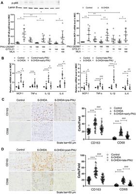 Activation of α7nAChR Protects Against Gastric Inflammation and Dysmotility in Parkinson’s Disease Rats